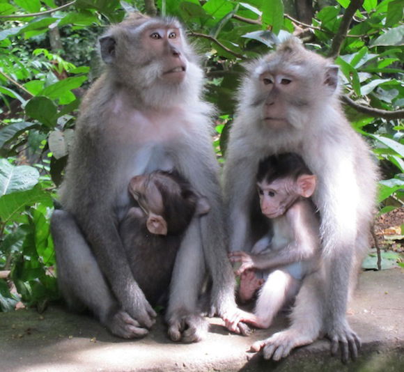 Ubud_Monkey_Forest