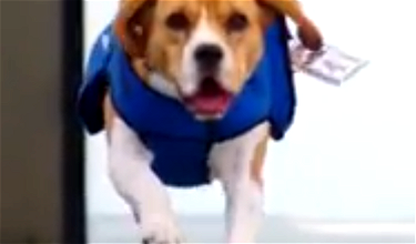 Check Out KLM’s Cute Lost & Found Dog