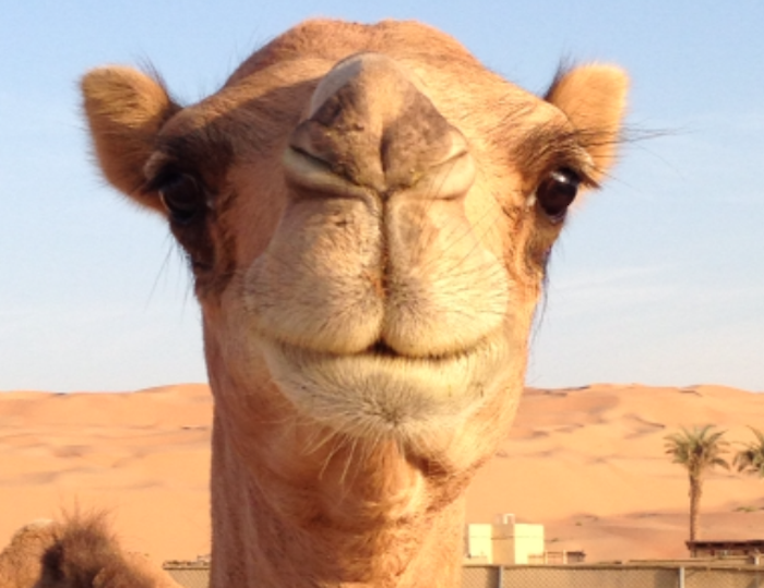 Camel