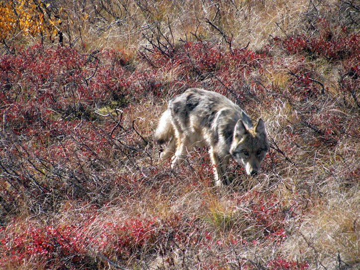 This wolf only had 3 legs. He was still faster than me.