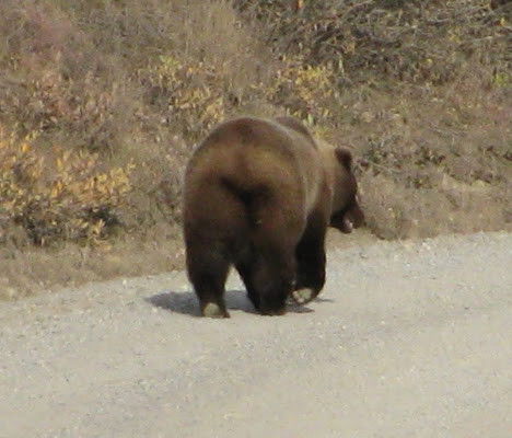 If you are out of your car, this is the end of the bear you want to be looking at.