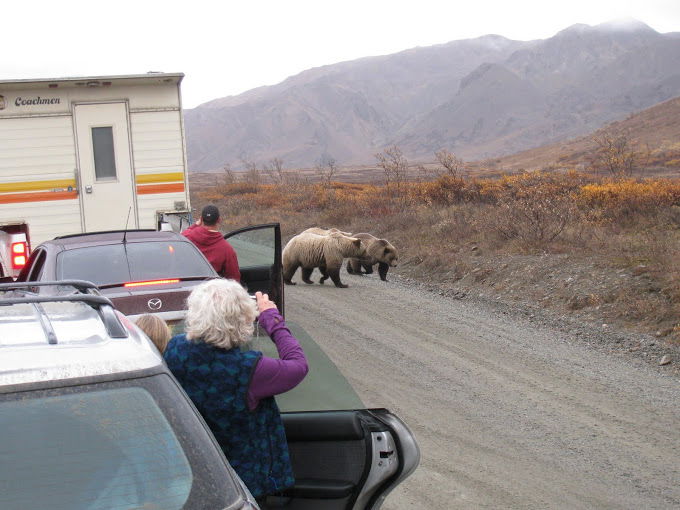 Suggest not getting out of your car when you see a bear on the road.....