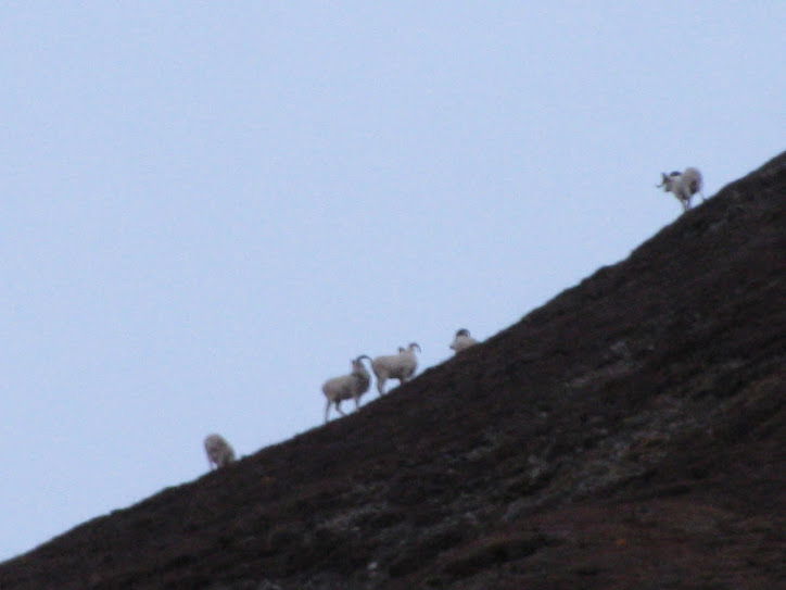 Dall sheep.