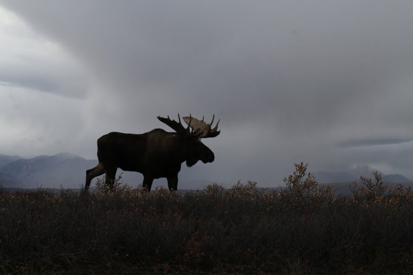 We spotted this moose from the road. (20x optical zoom)