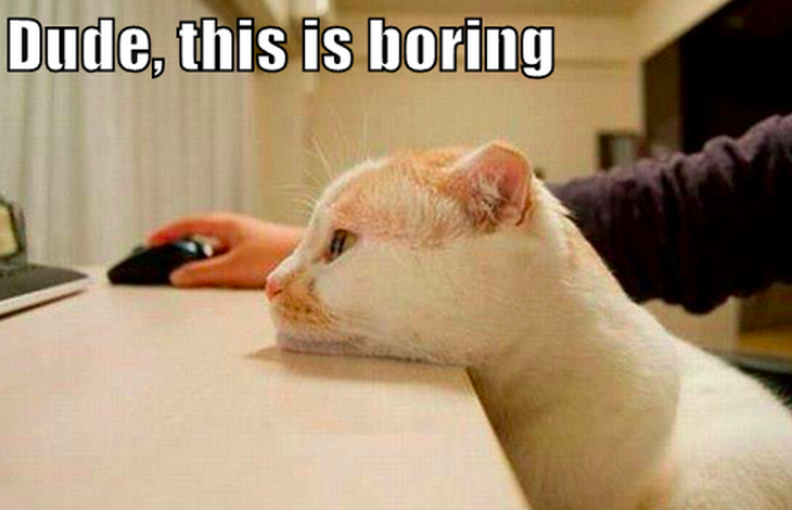 Bored-cat