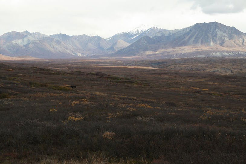 Denali is vast. 