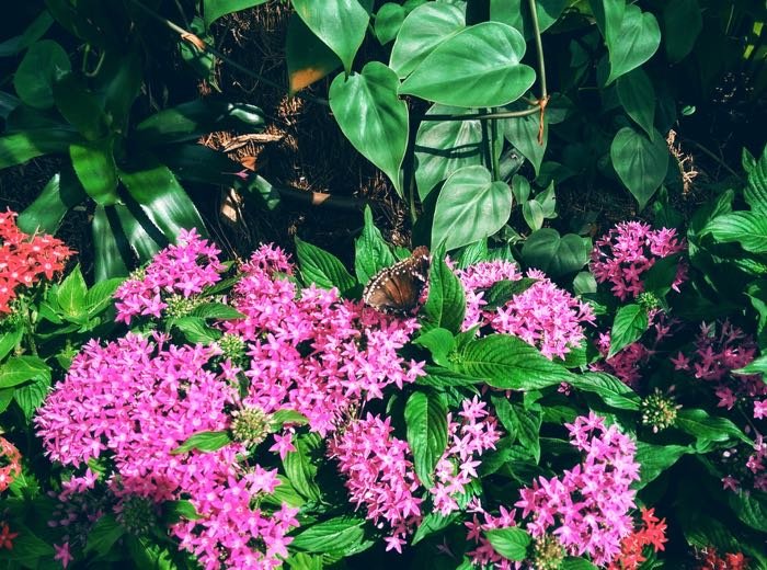 Singapore-Changi-airport-butterfly-1