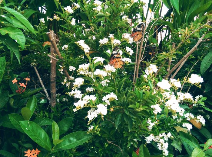 Singapore-Changi-airport-butterfly-2