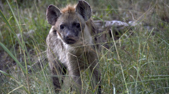 SouthAfricaHyena