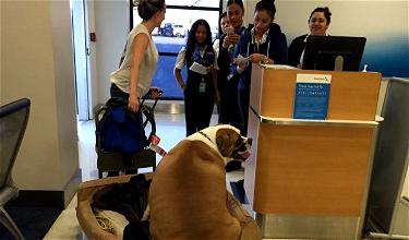 Backstory Of The Big Dog Being Carted Around An Airport