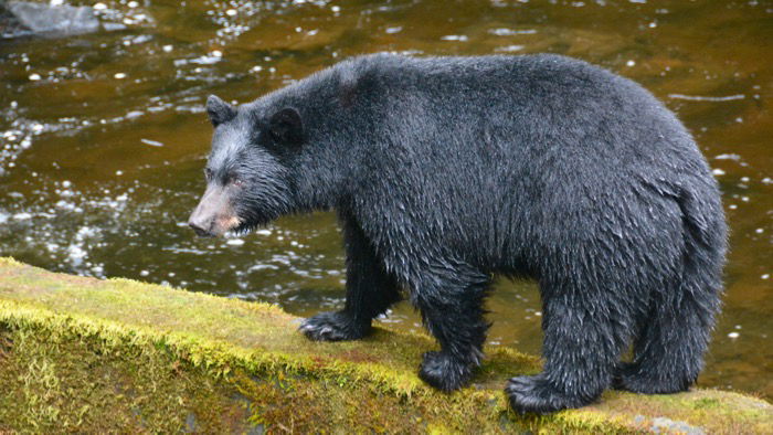 bear climbing around