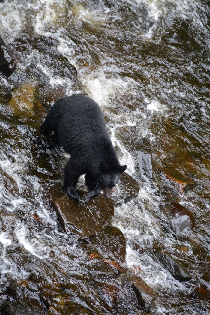 bear fishing for salmon
