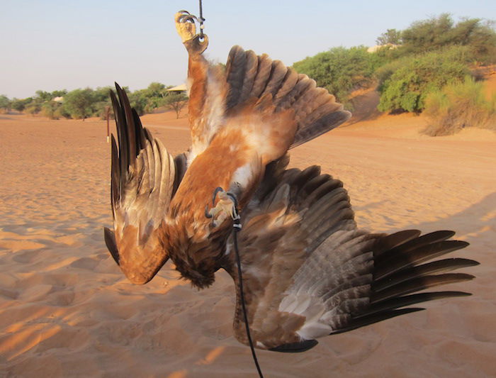 Al-Maha-Falconry