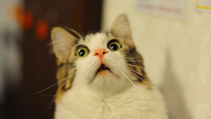 Shocked-Cat