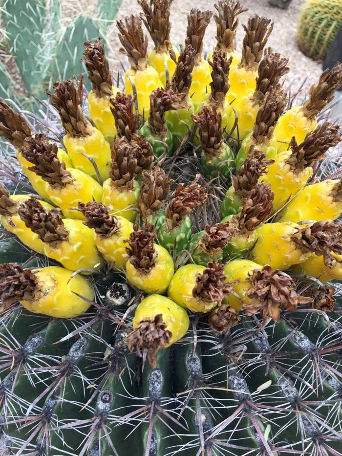 The_Boulders - Barrel Cactus Fruit
