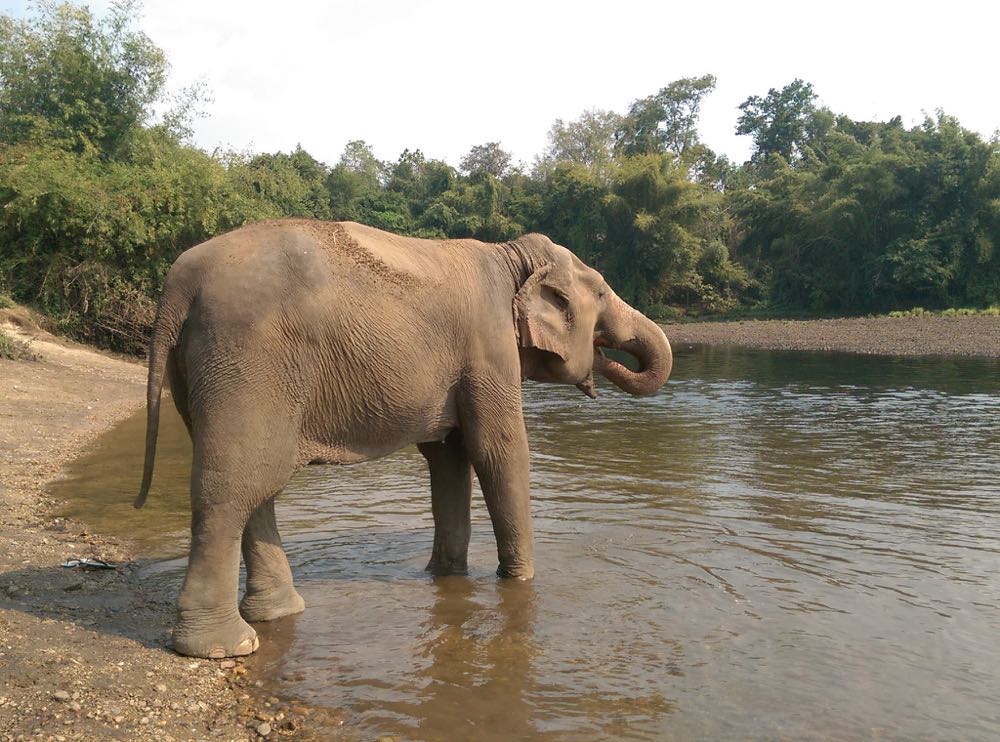 Elephant corridors: The busy trunk routes where locals take care