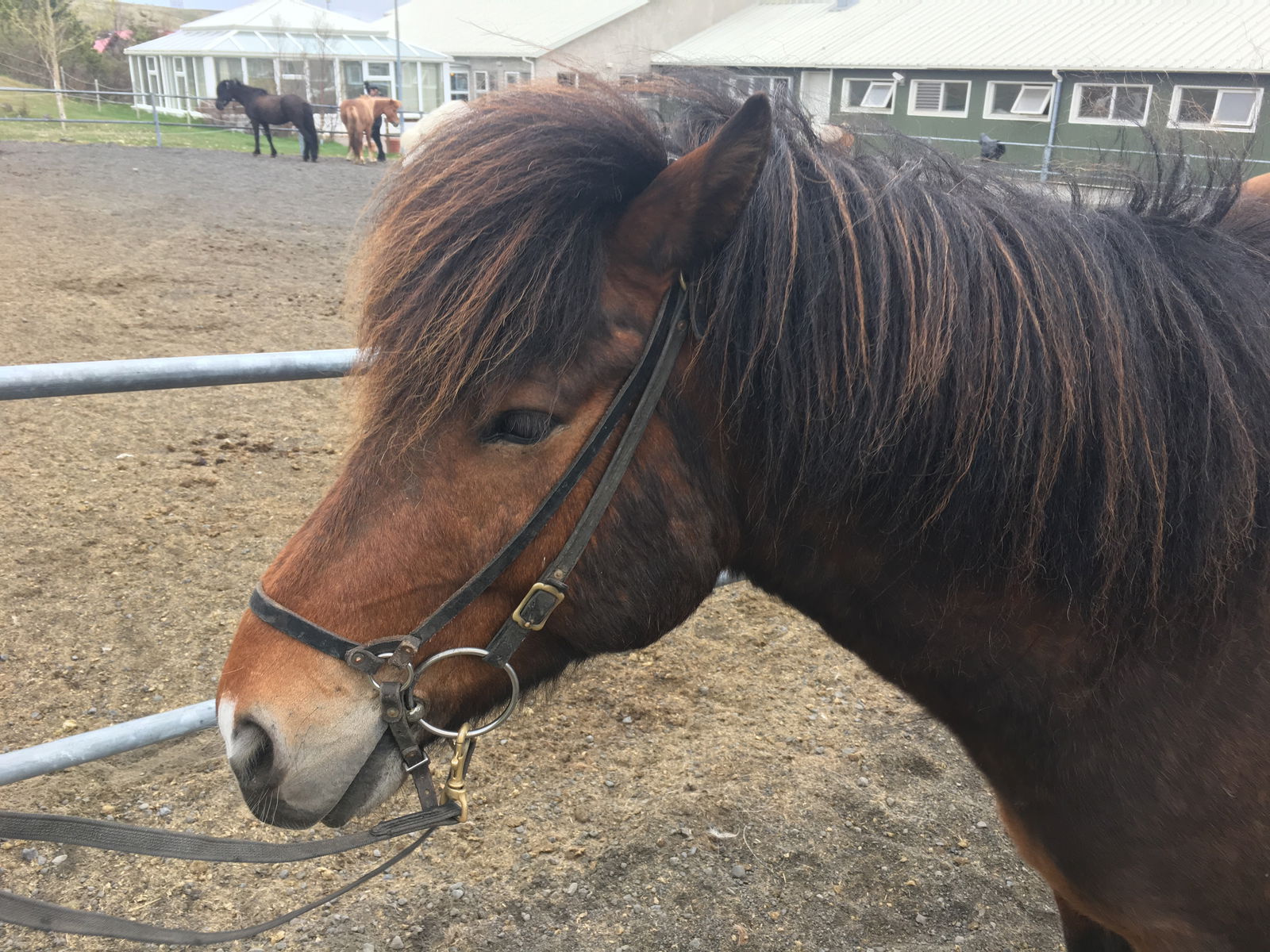 icelandichorse