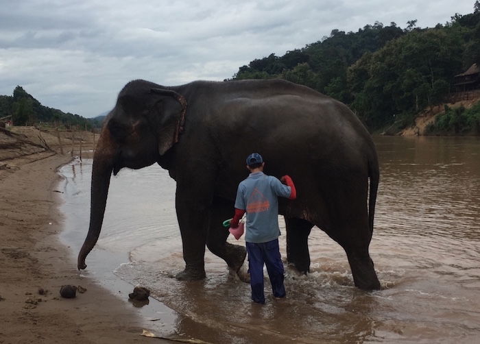 luang-prabang-elephant