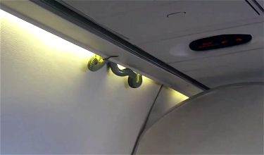 TERRIFYING: Video Of A Snake On An Aeromexico Flight