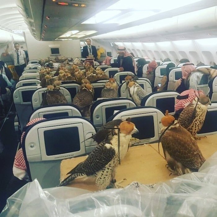 Saudi-Prince-Hawks