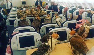OMG: Dozens Of Falcons On A Plane!