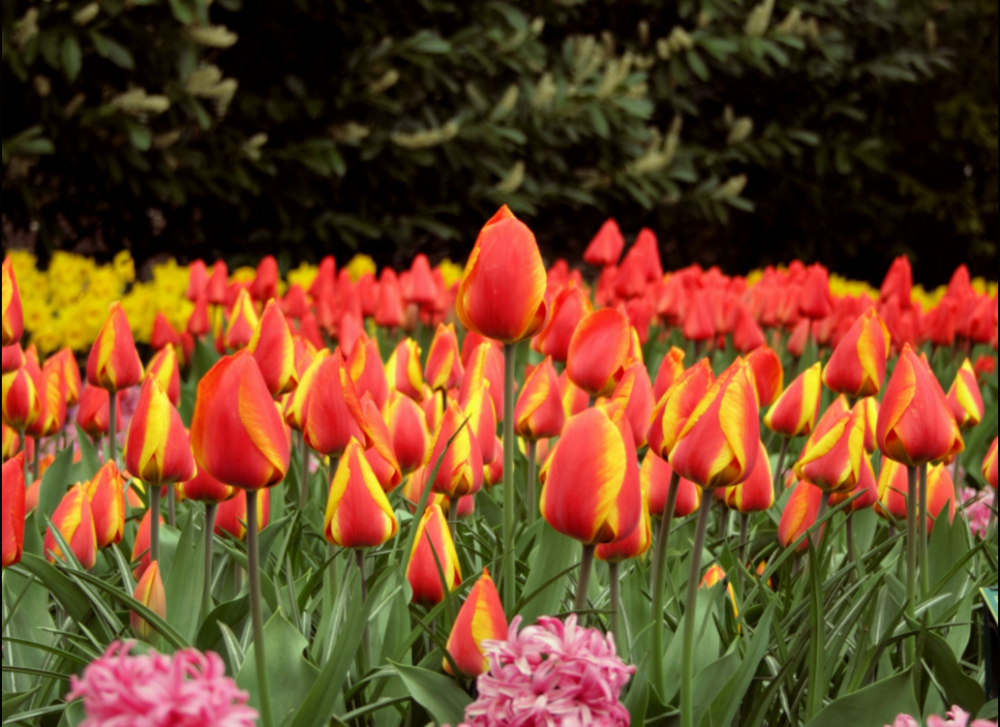 keukenhof-gardens-tulips