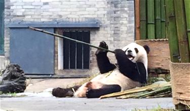 Booking A Panda Adventure In Chengdu, China