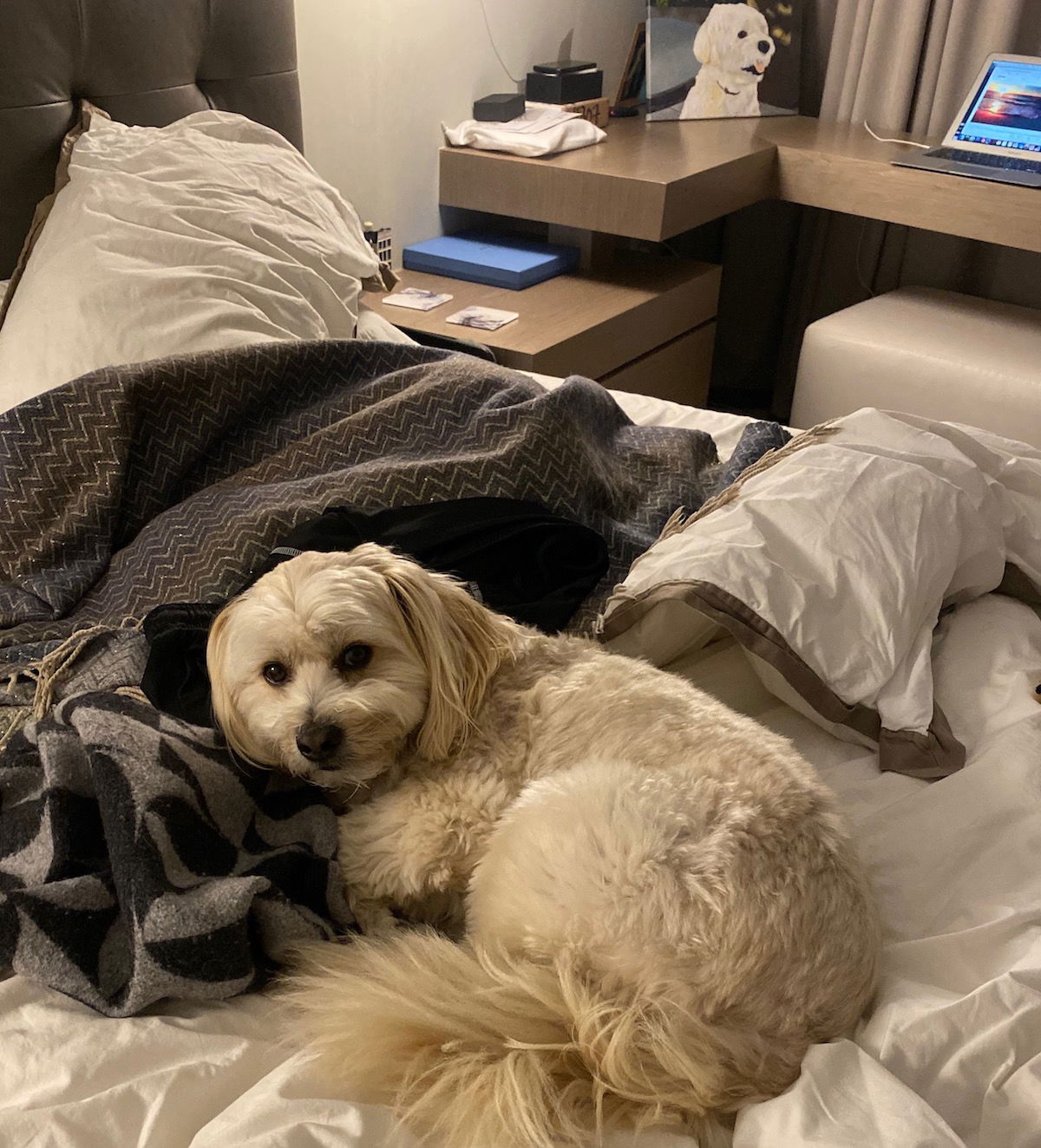 can you leave your dog in a hotel room