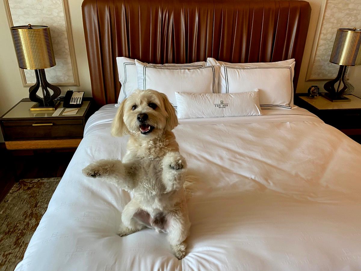 How to find a PET FRIENDLY HOTEL!