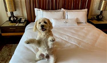 Tips For Staying At A Hotel With Your Dog
