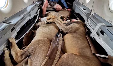 Wow: How Lions Are Transported By Plane In South Africa