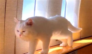 Video: Cat Flies Across The Atlantic On A Private Jet
