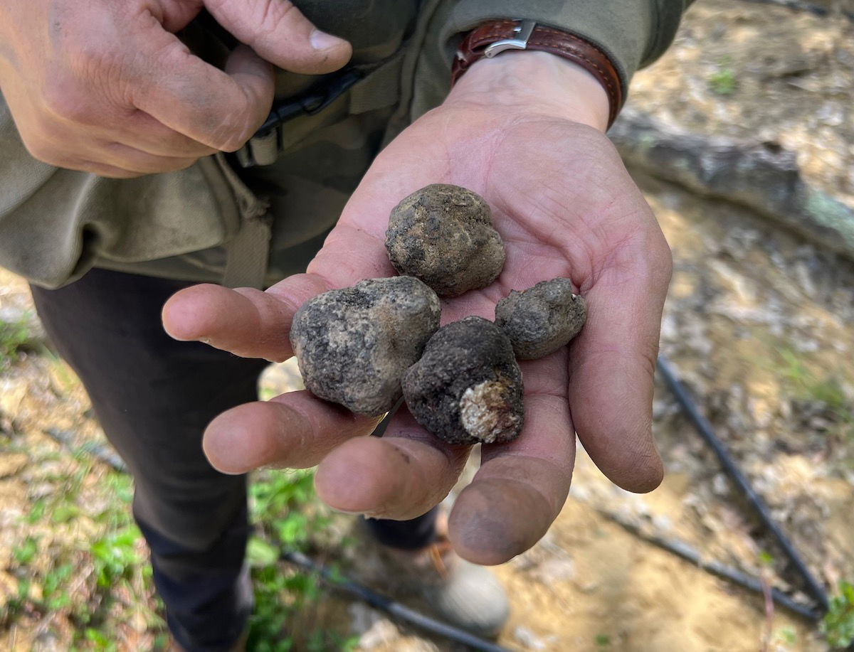 Searching High and Low for Truffles in Tuscany and Umbria