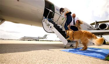 BARK Air: The First Airline For Dogs, Flying Gulfstreams