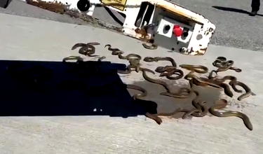 Eels Break Free From Aircraft, Flood Vancouver Airport Apron